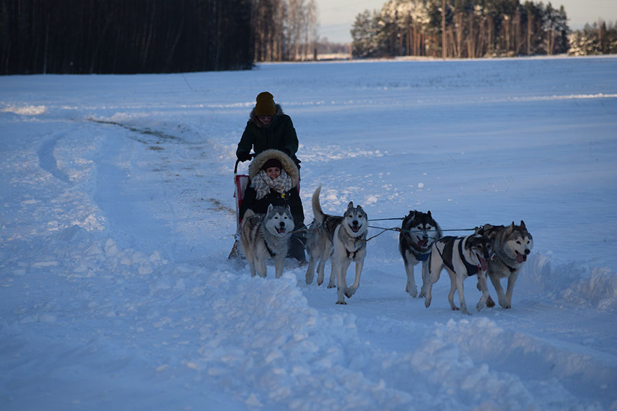 Husky Dog Sledding Tour on the Countryside from Riga Discover Latvia