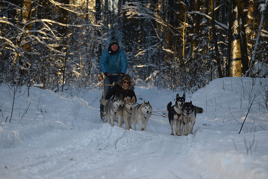 Husky Dog Sledding Tour on the Countryside from Riga Discover Latvia