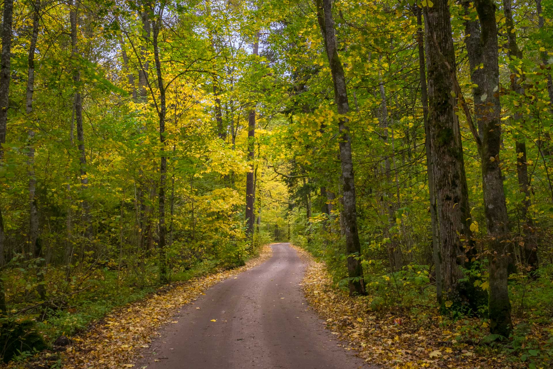 Cycling in Sigulda - Gauja National Park Tour