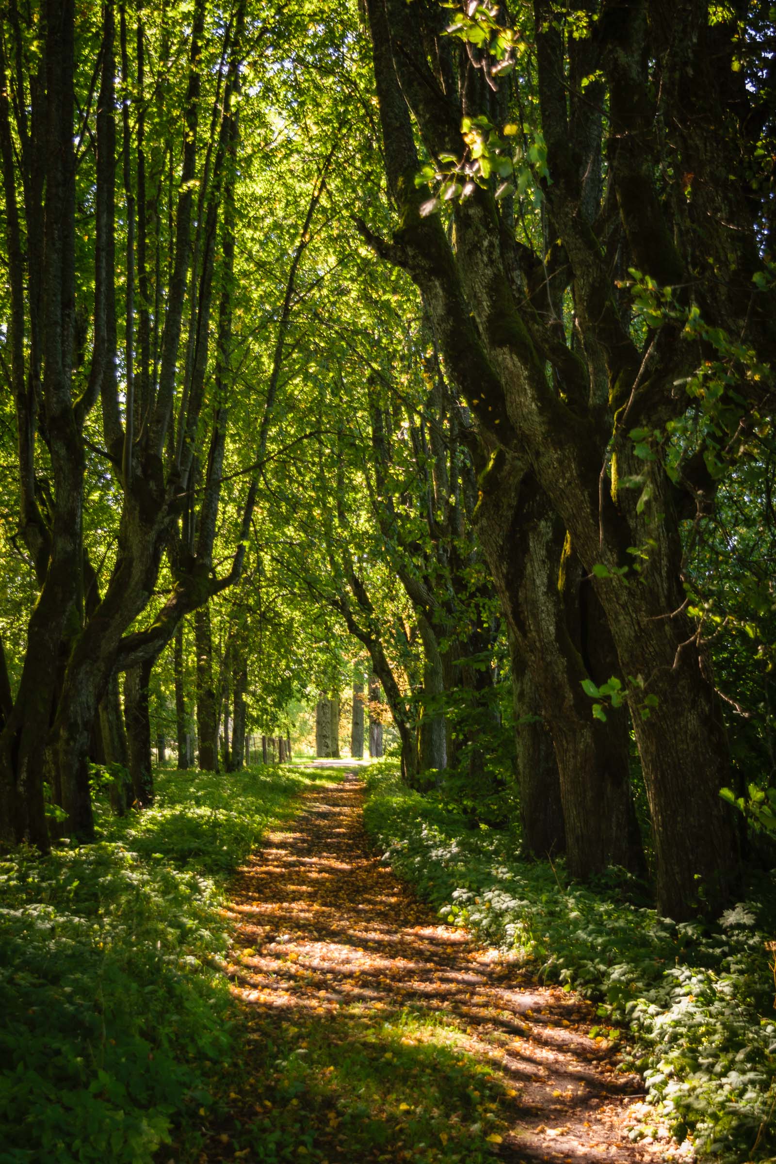 Cycling in Sigulda - Gauja National Park Tour