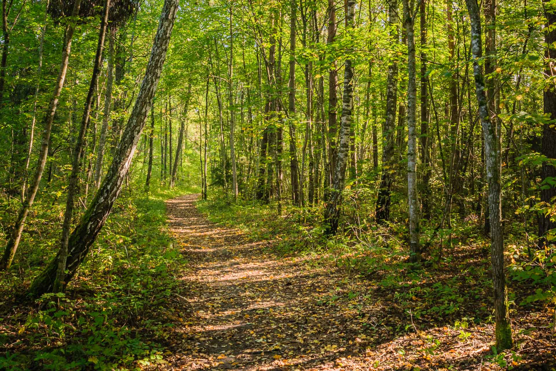 Cycling in Sigulda - Gauja National Park Tour