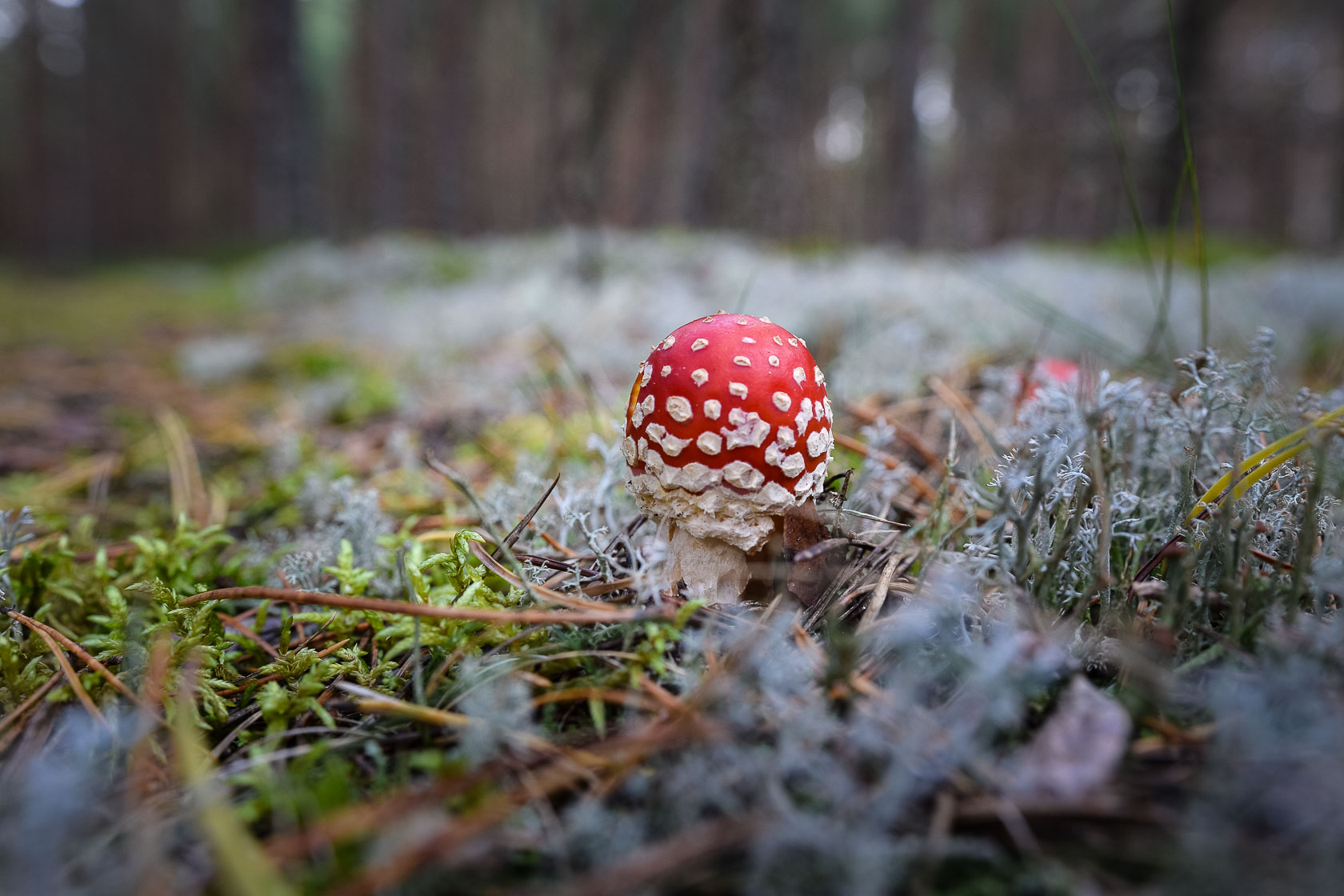 Forest bathing experience in Latvia