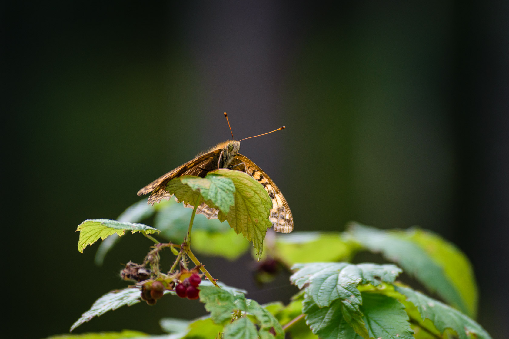 Forest bathing experience in Latvia
