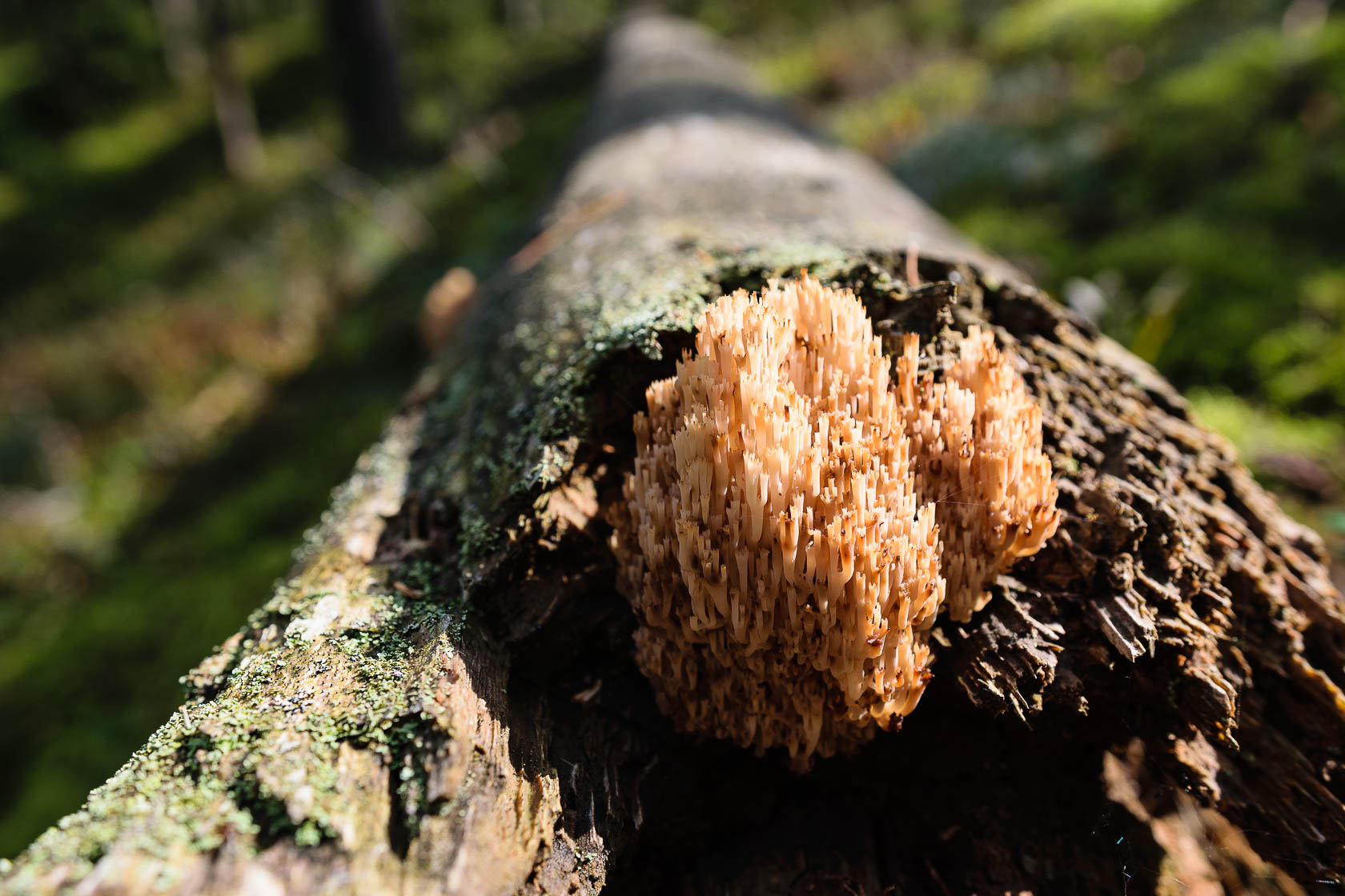 Forest bathing experience in Latvia