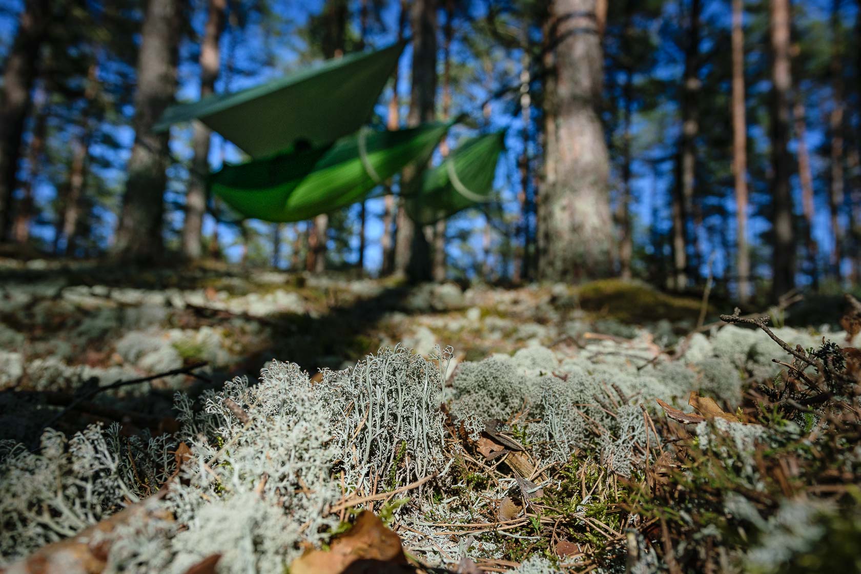 Forest bathing experience in Latvia