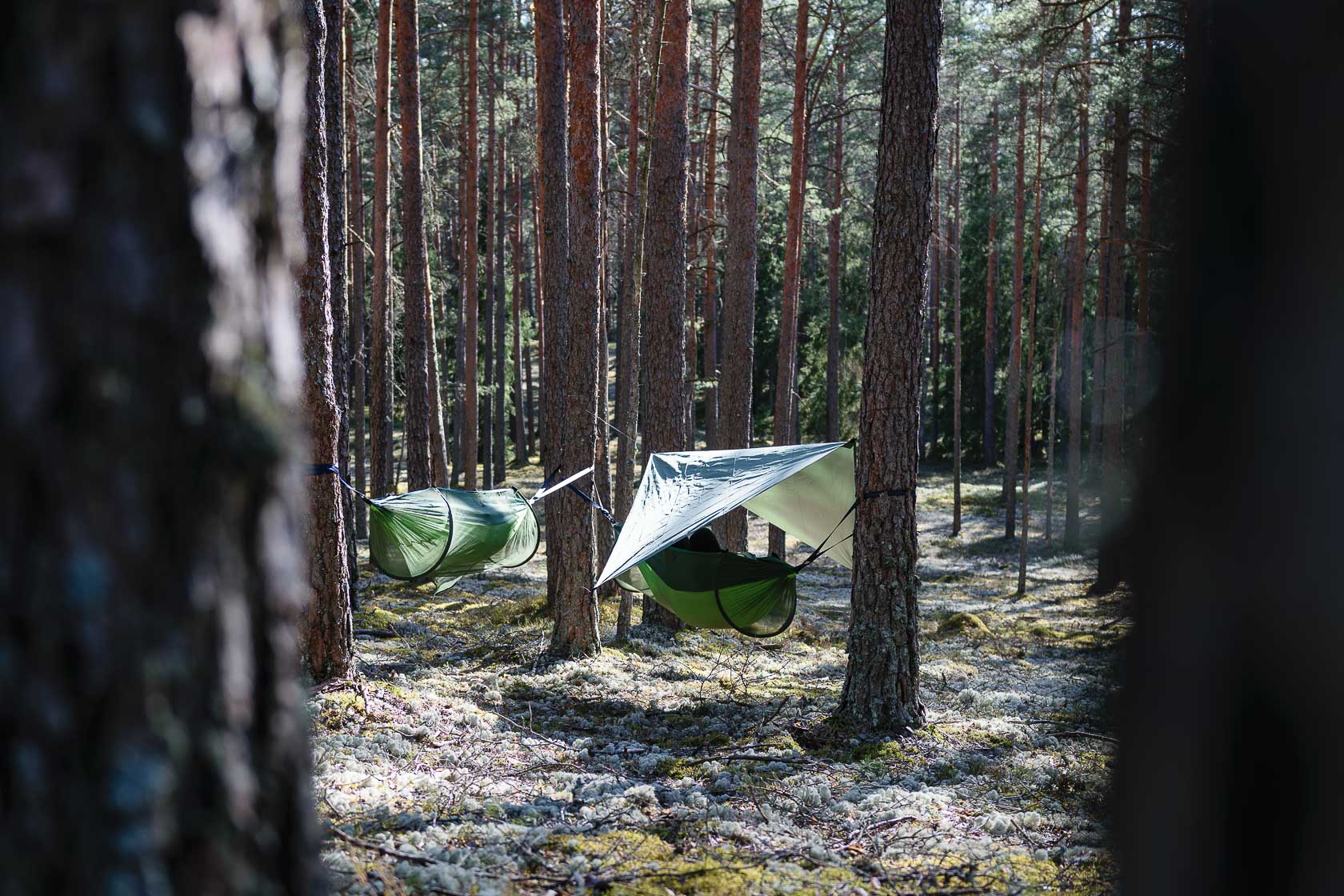 Forest bathing experience in Latvia