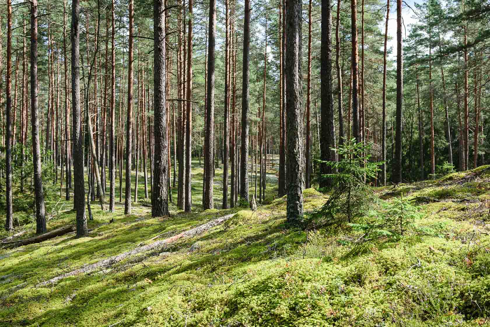 Forest bathing experience in Latvia