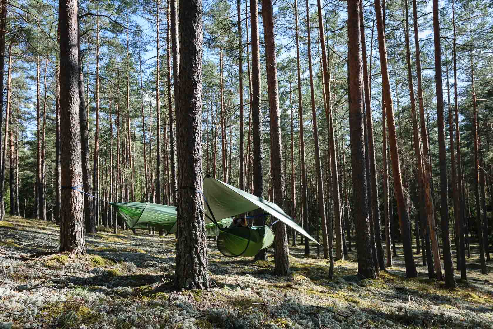 Forest bathing experience in Latvia