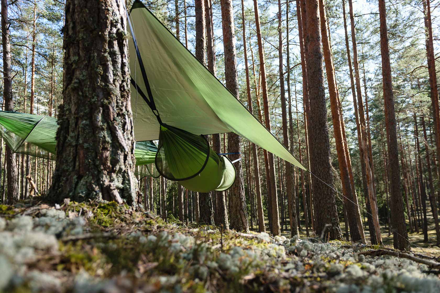 Forest bathing experience in Latvia