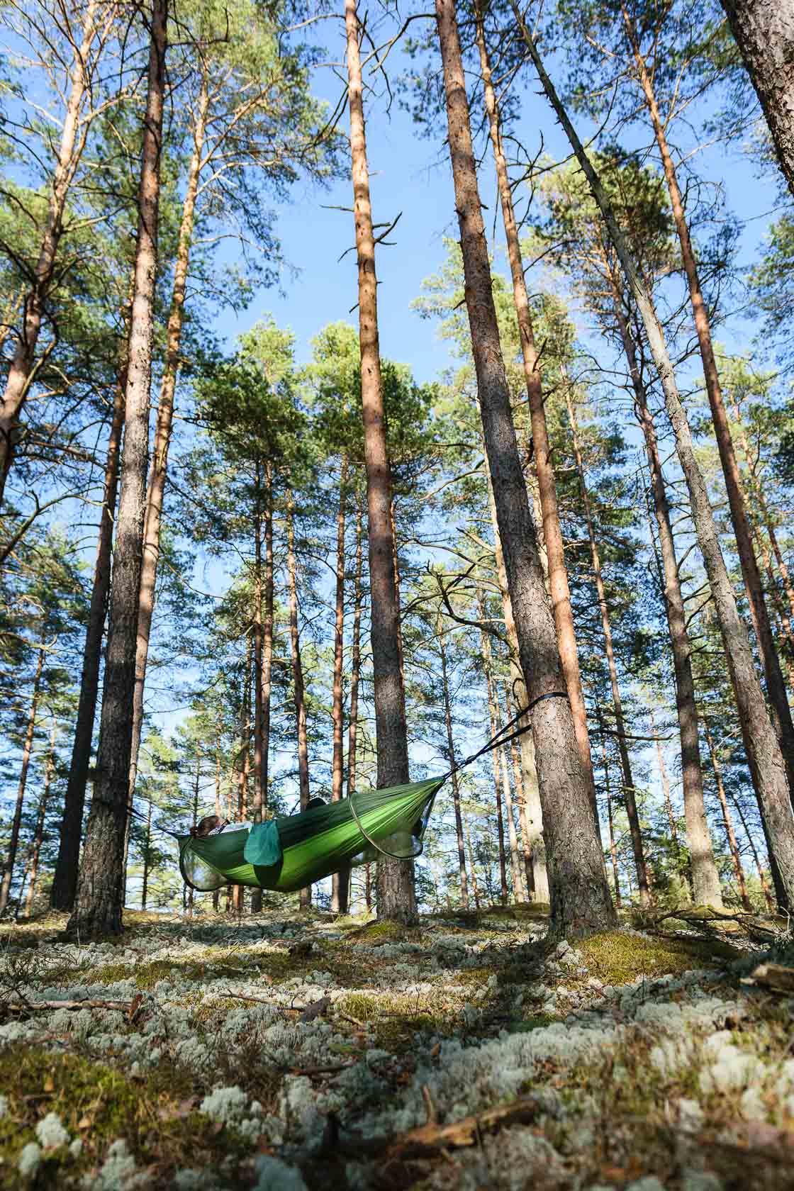 Forest bathing experience in Latvia