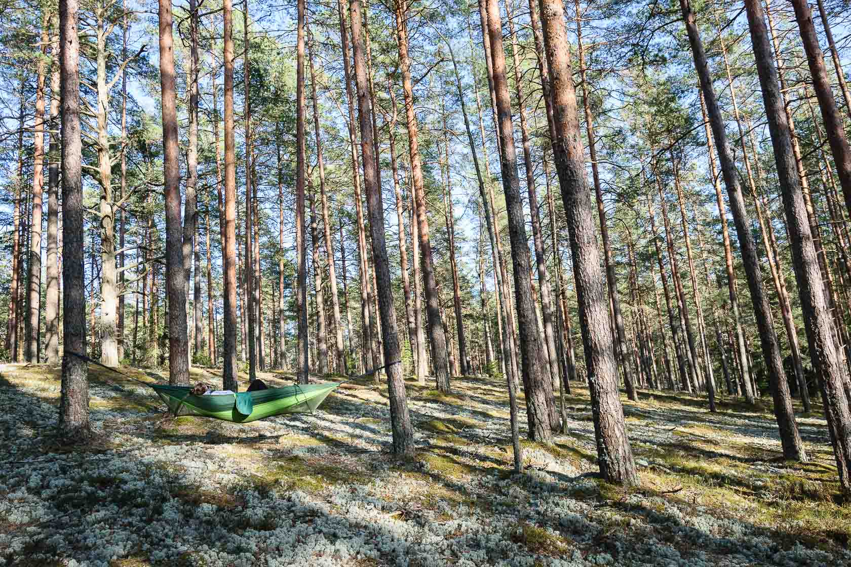 Forest bathing experience in Latvia