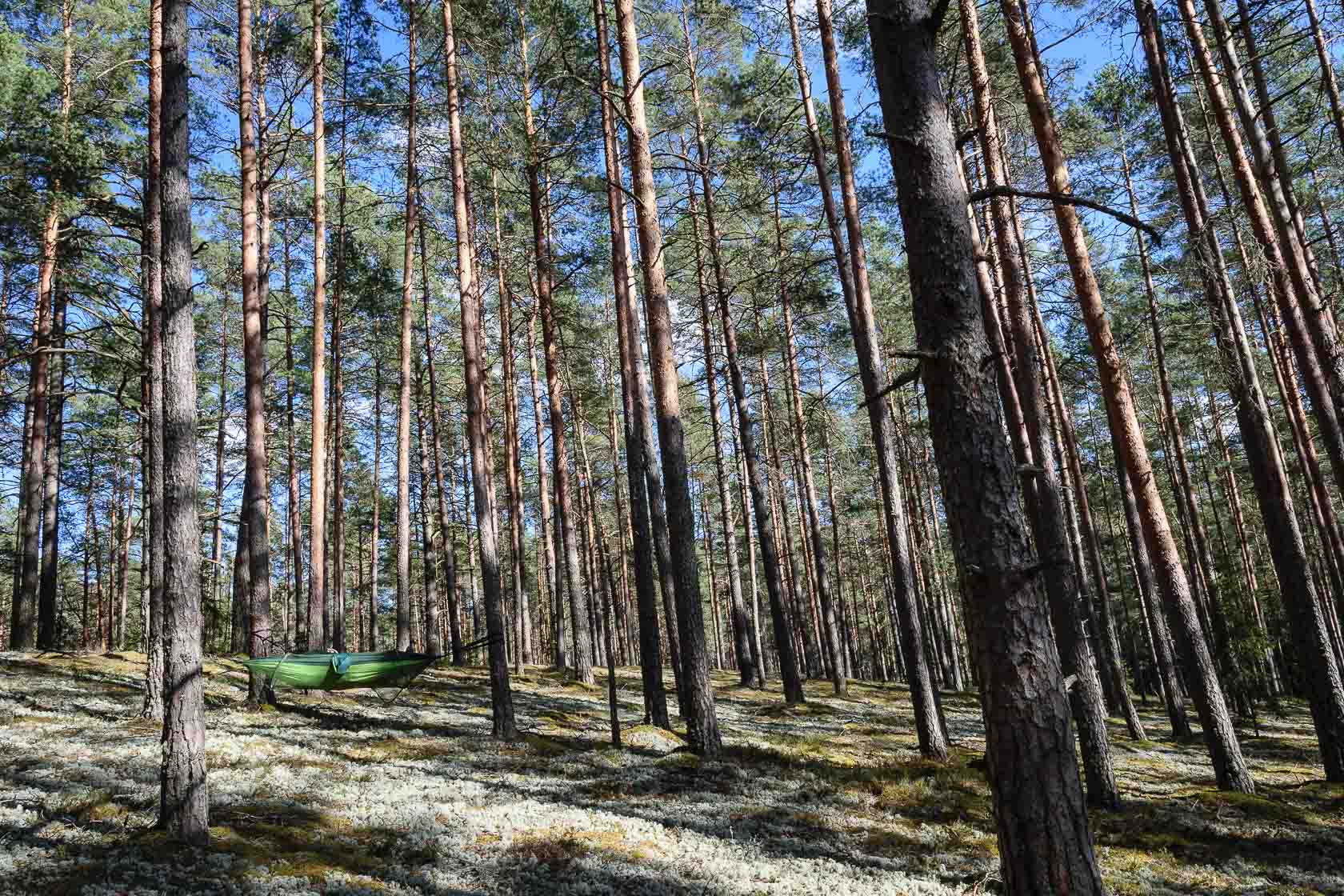 Forest bathing experience in Latvia
