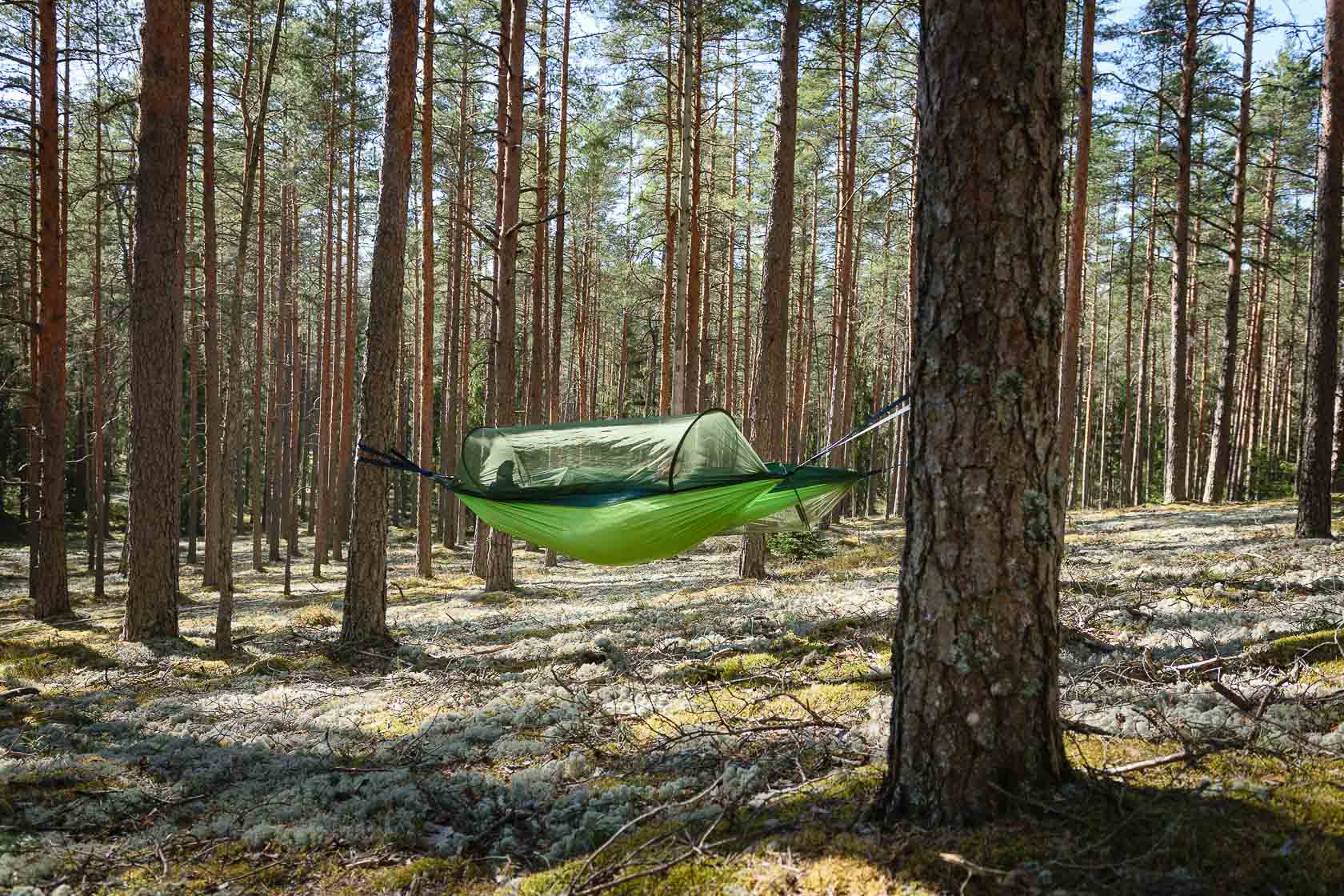 Forest bathing experience in Latvia