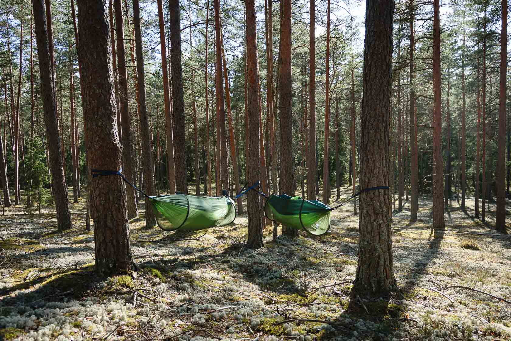 Forest bathing experience in Latvia