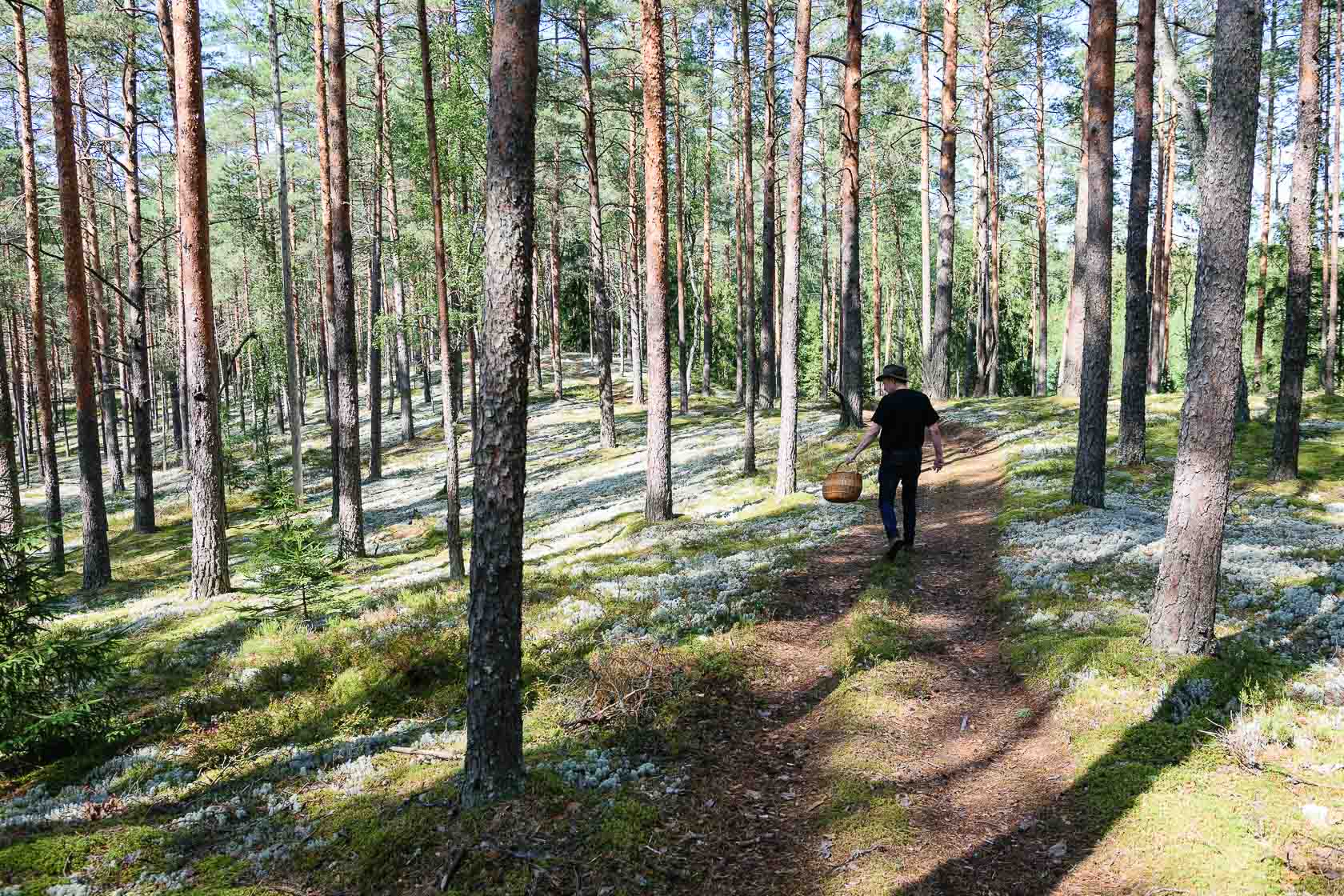 Forest bathing experience in Latvia
