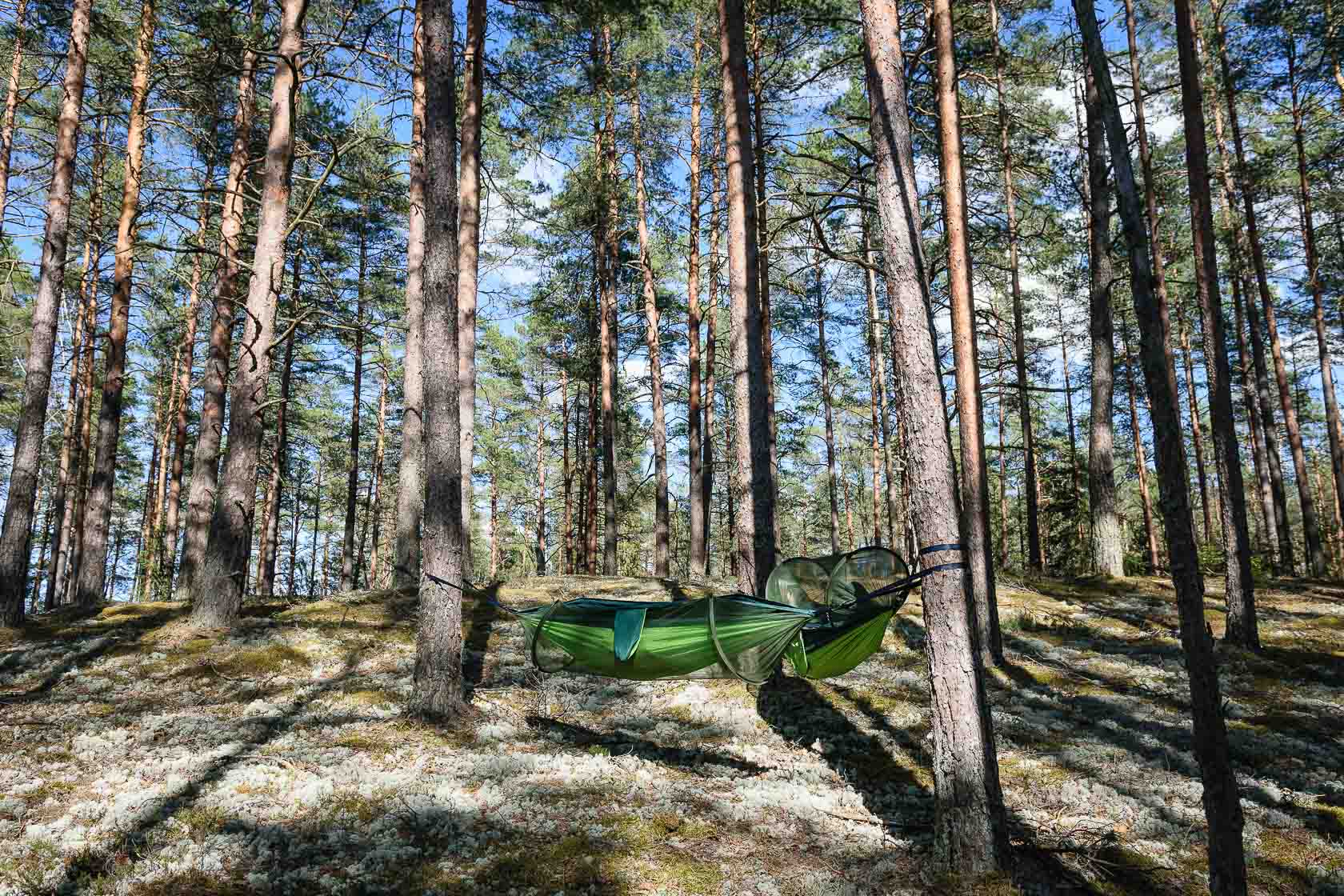 Forest bathing experience in Latvia