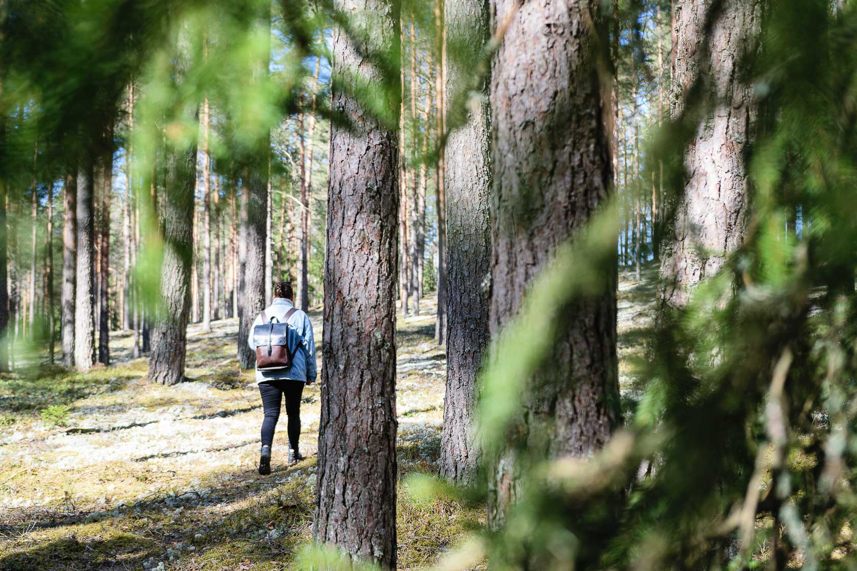 Forest bathing experience in Latvia