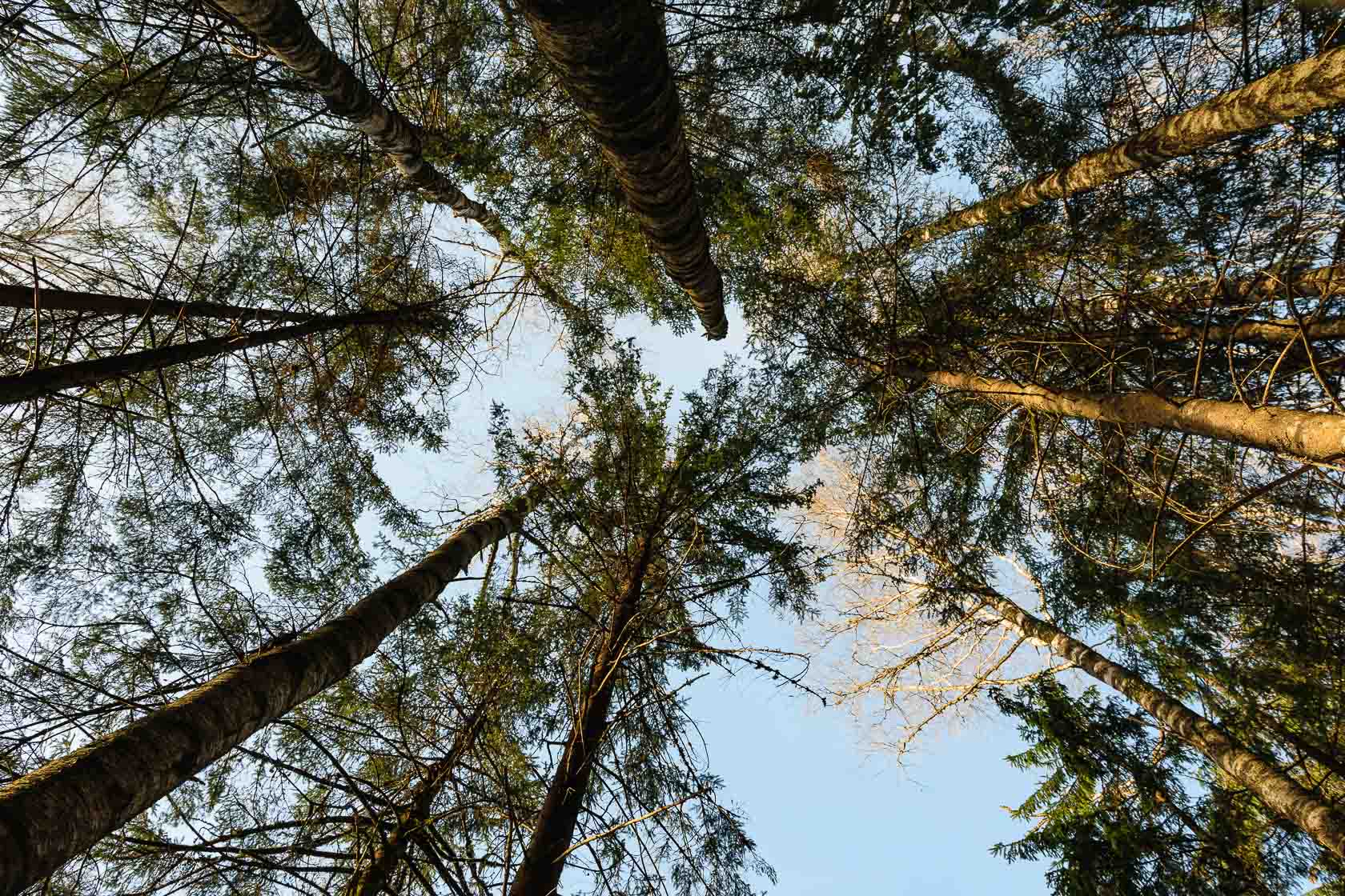 Forest bathing experience in Latvia
