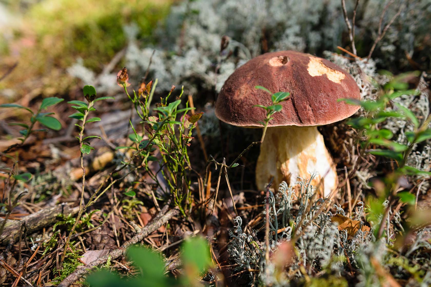 Forest bathing experience in Latvia