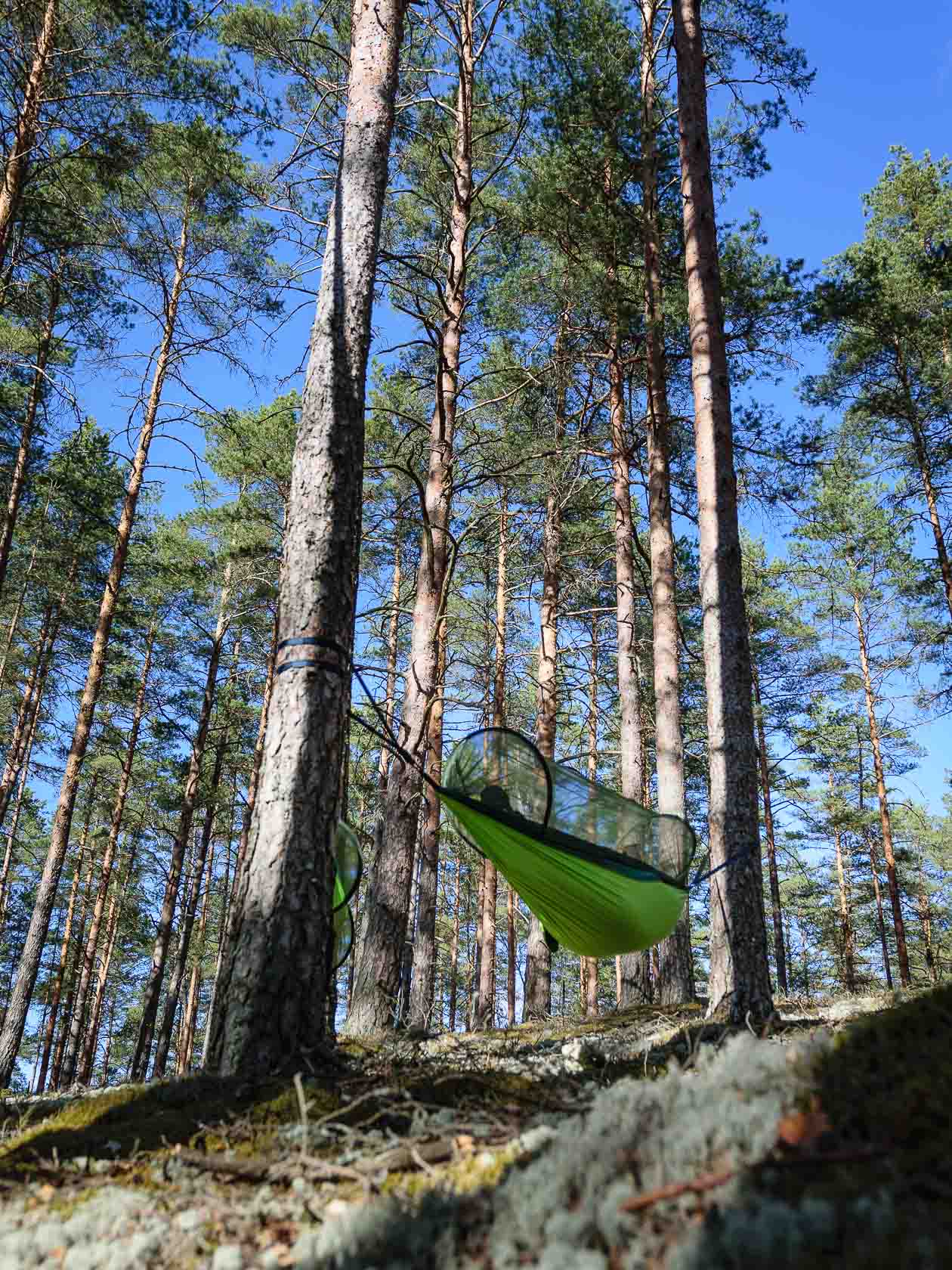 Forest bathing experience in Latvia