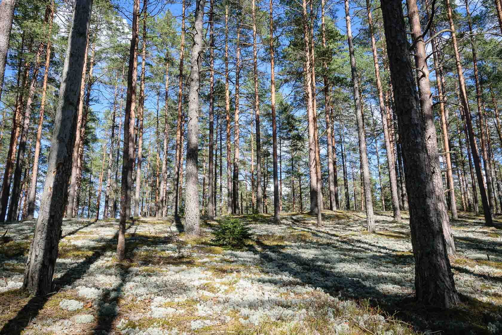 Forest bathing experience in Latvia