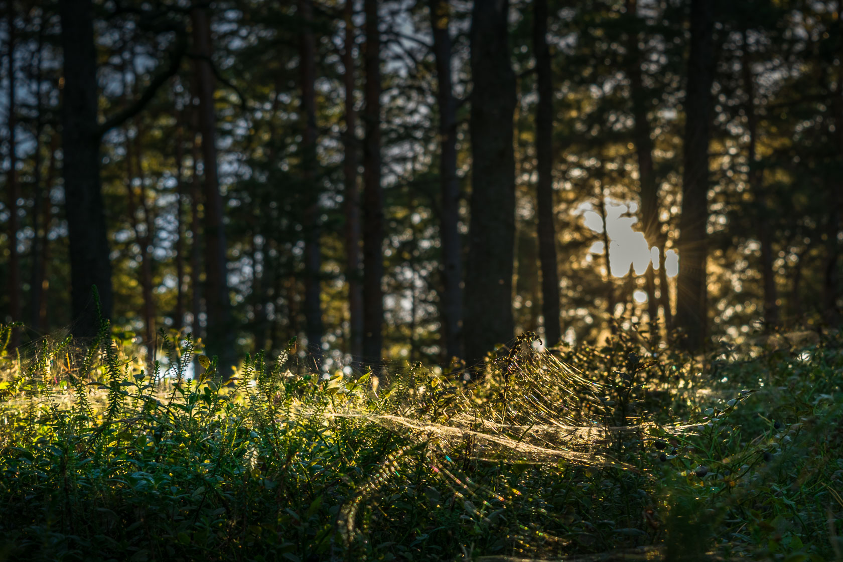 Forest Bathing in Latvia Tour - Forest