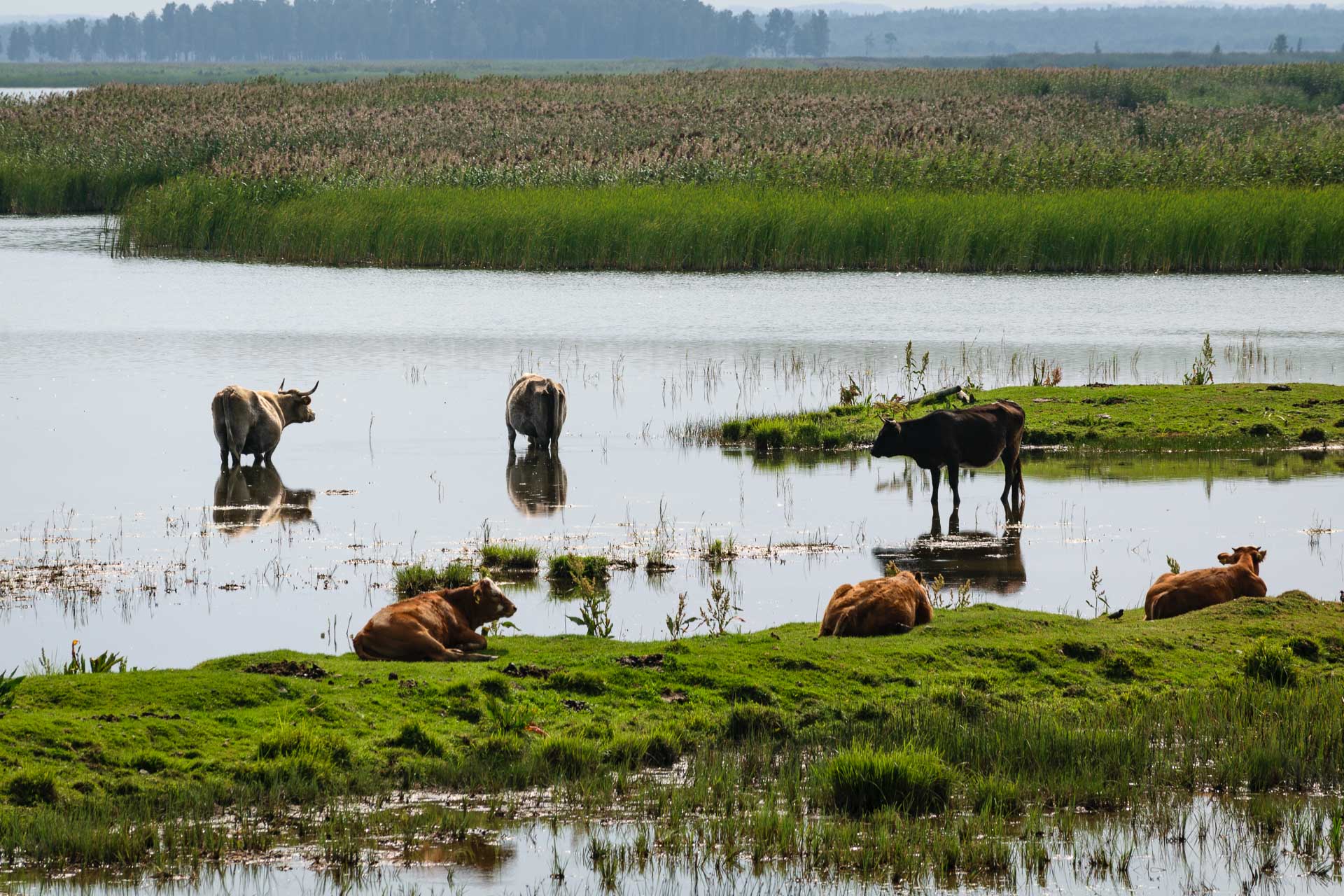 Engure Lake Nature Reserve