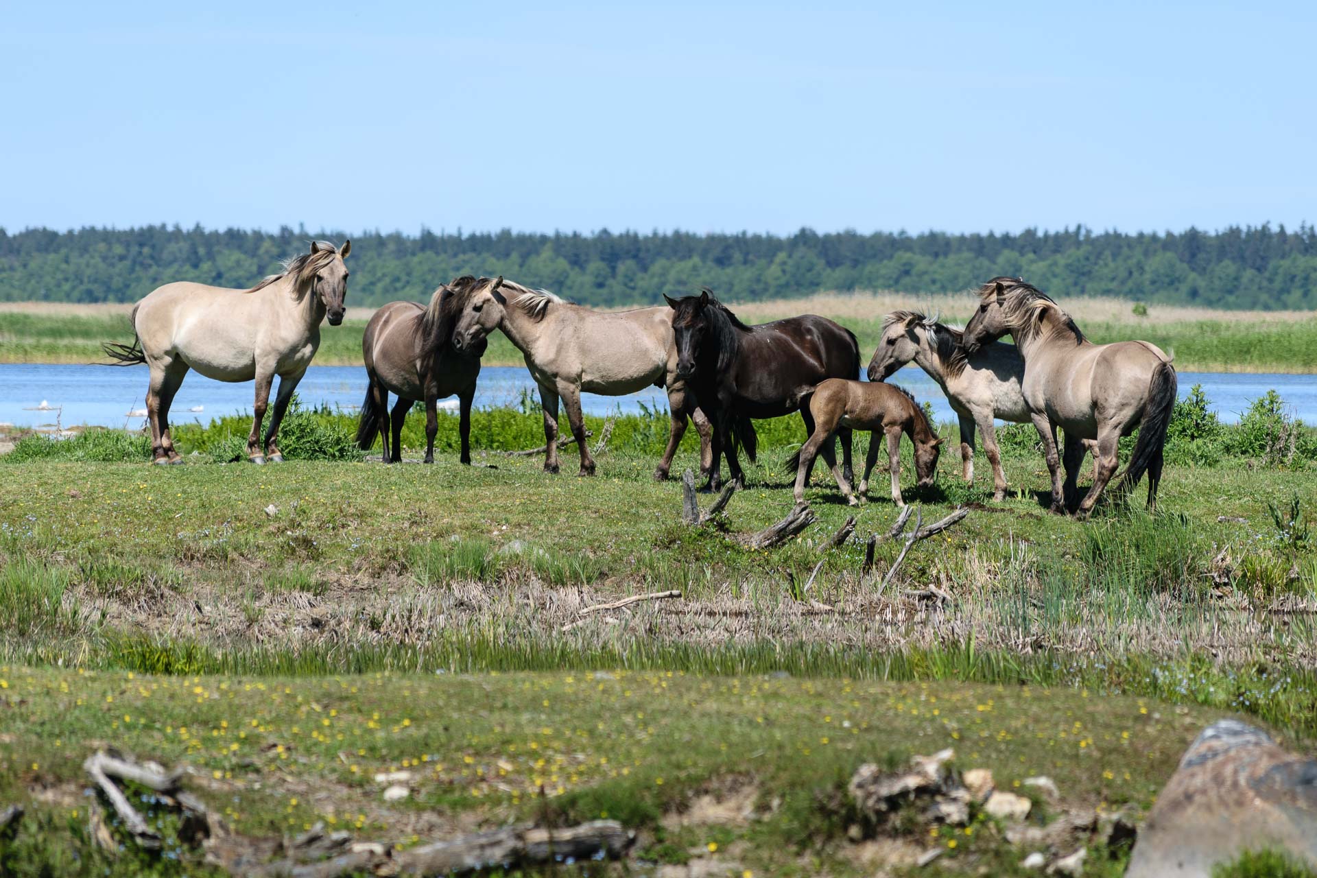 Engure Lake Nature Reserve
