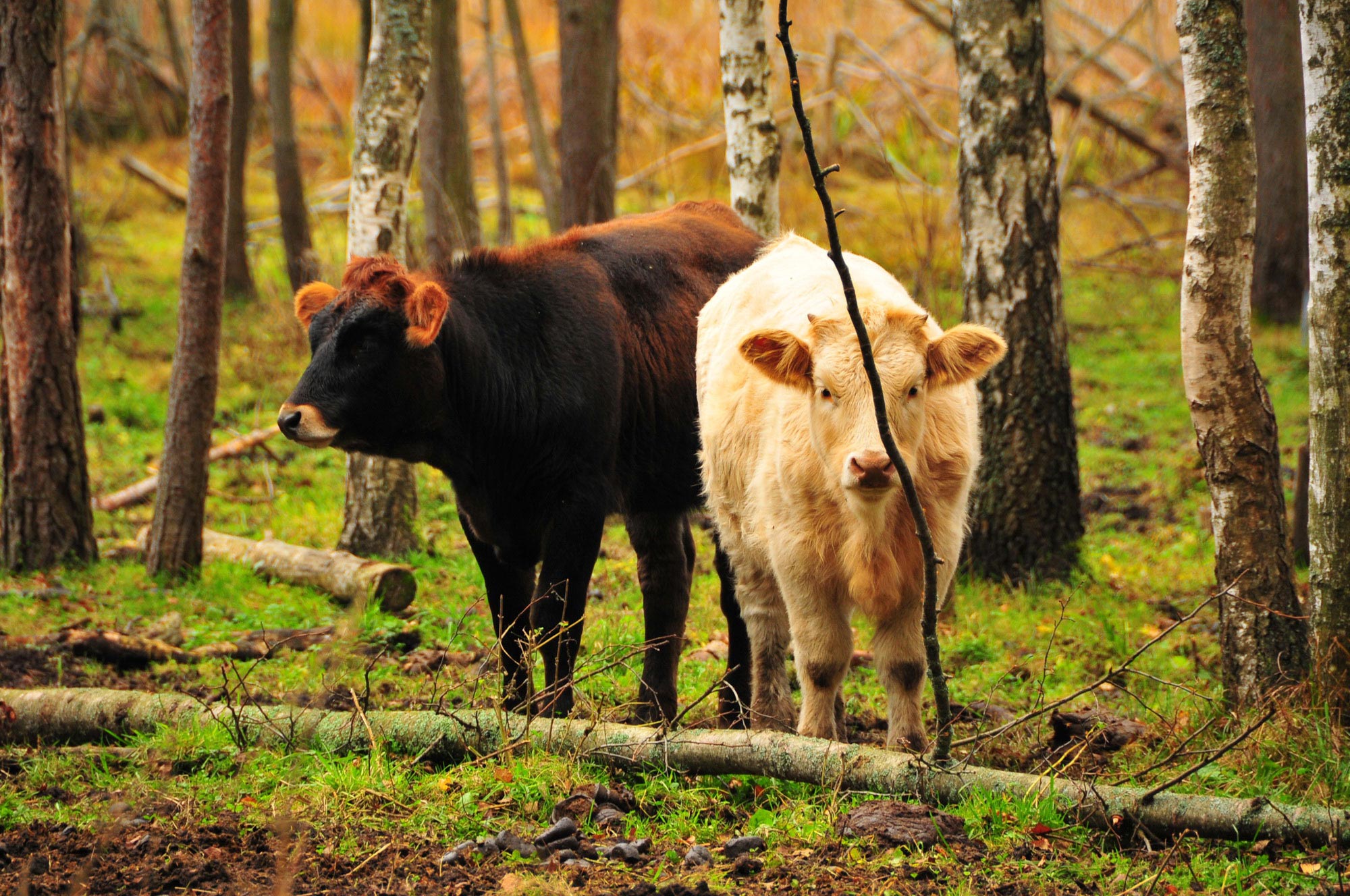 Engure Lake Nature Reserve