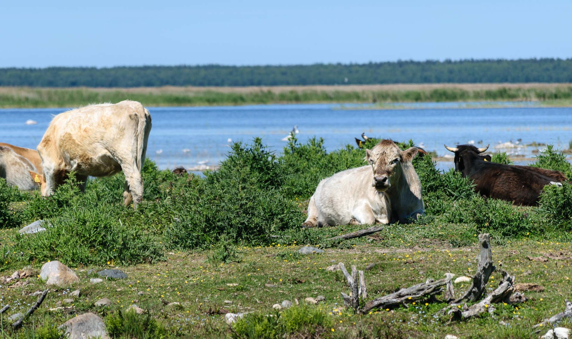 Lake Engure Nature Reserve