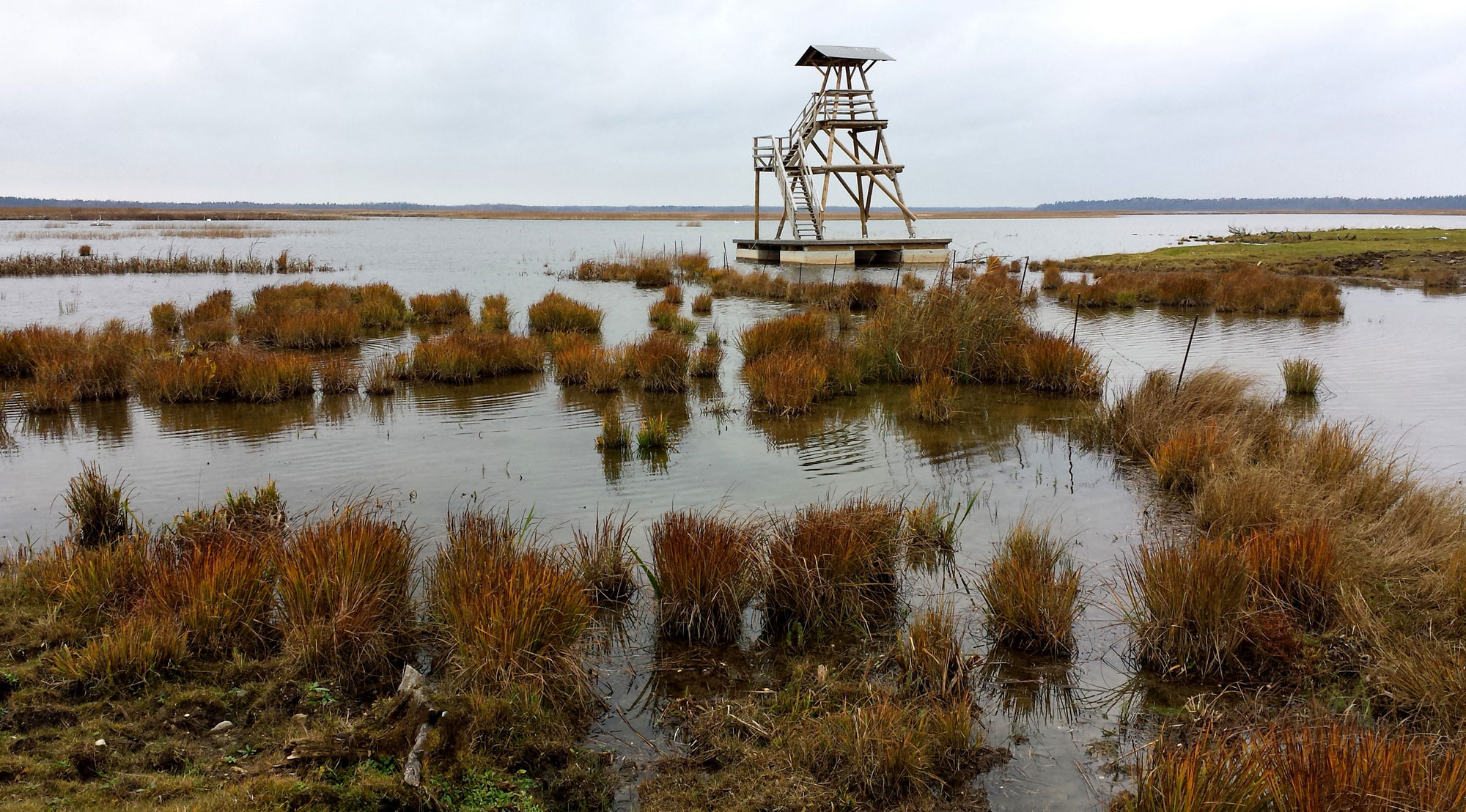 Lake Engure Nature Reserve Pasture