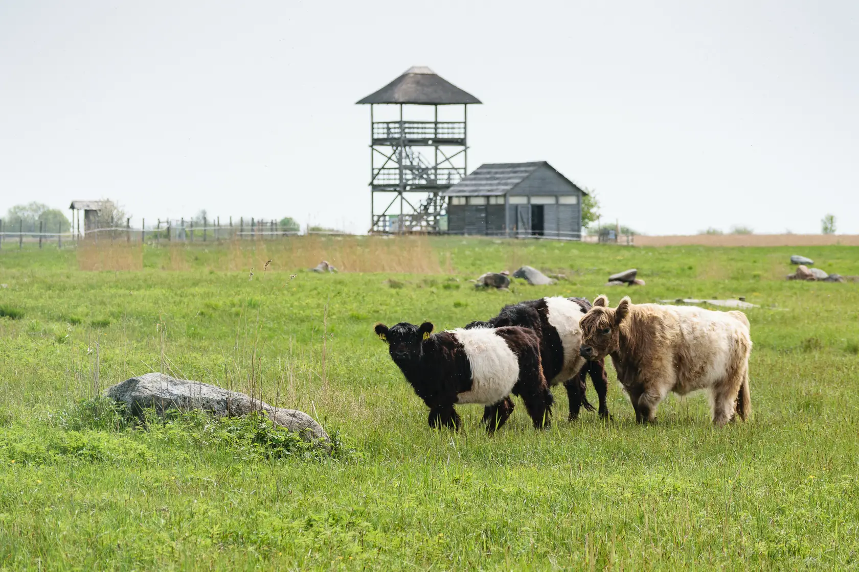 Latvia’s Wild Seaside Escape–Walk, Swim & Cross into Estonia
