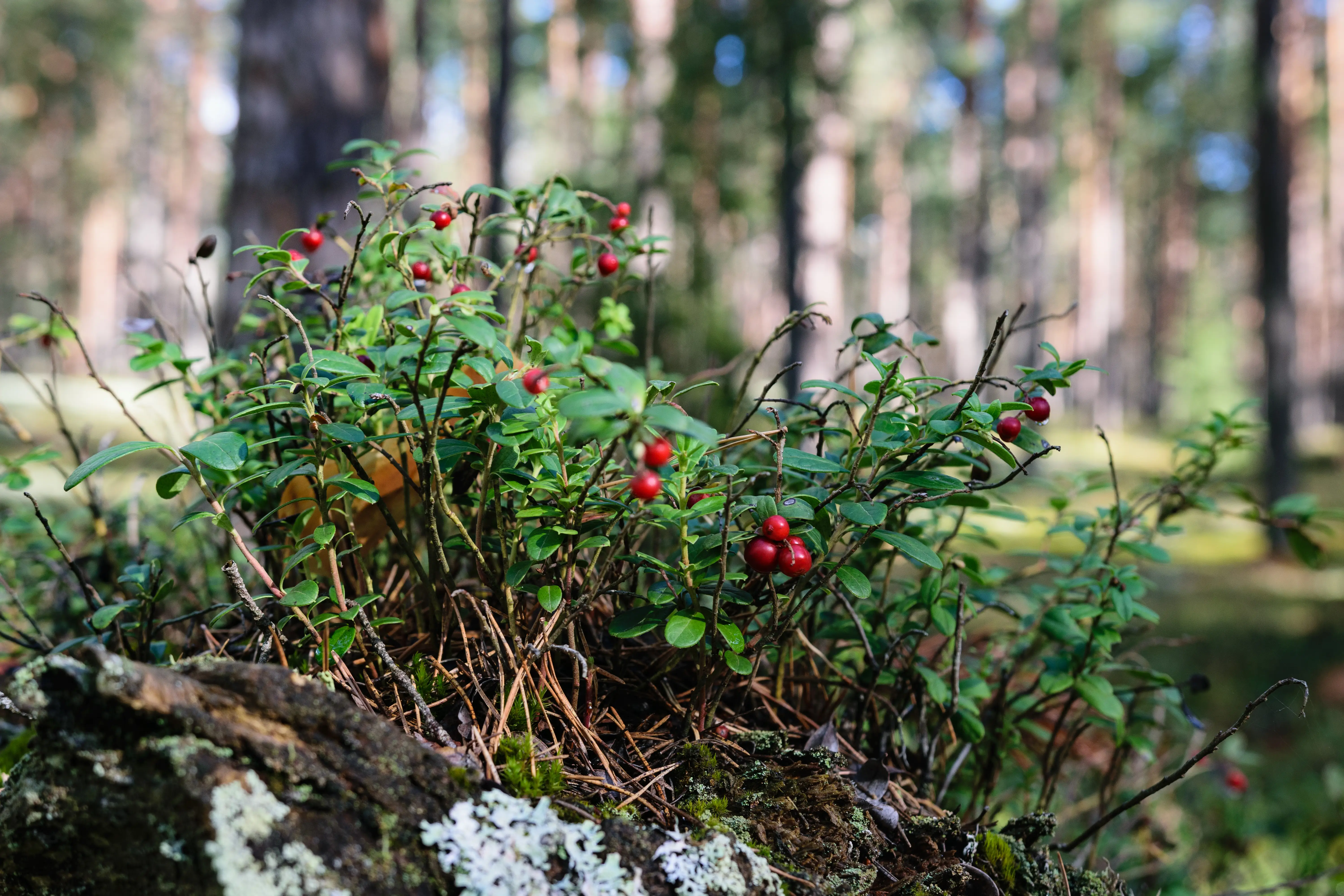 Latvia’s Wild Seaside Escape–Walk, Swim & Cross into Estonia