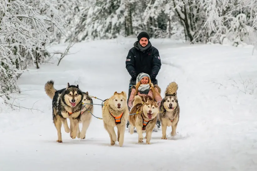Husky dog sledding through the forest in Latvia