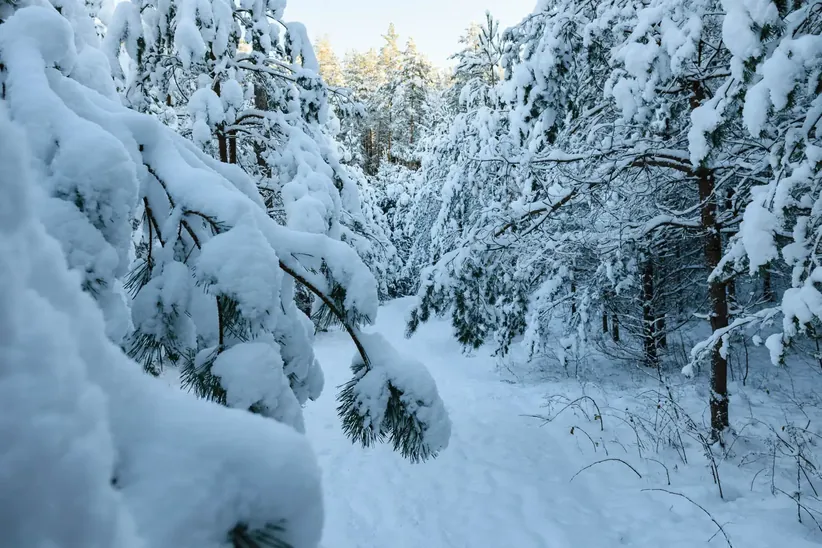 Magical world of snow