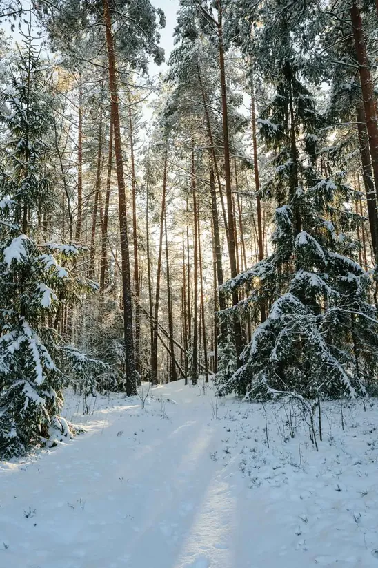 Warm light of sunny winter days
