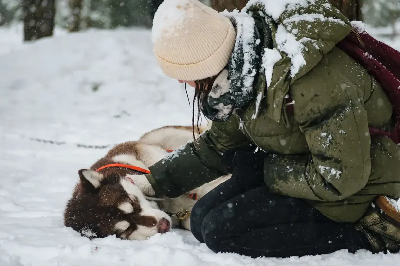 Interaction between the person and the husky