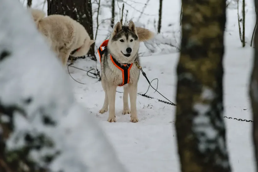 I hope that I will pull sleigh in the next ride