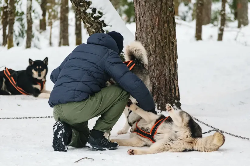 Huskies...