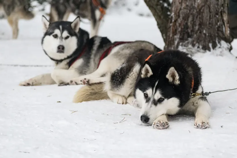 Siberian huskies in Latvia