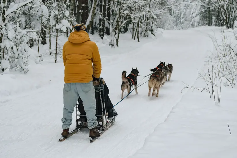 Husky dog sledding through a snowy forest in Latvia