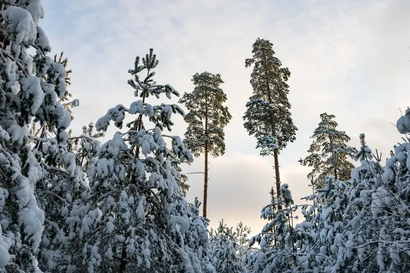 Surrounding forests