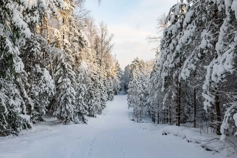 Surrounding forests