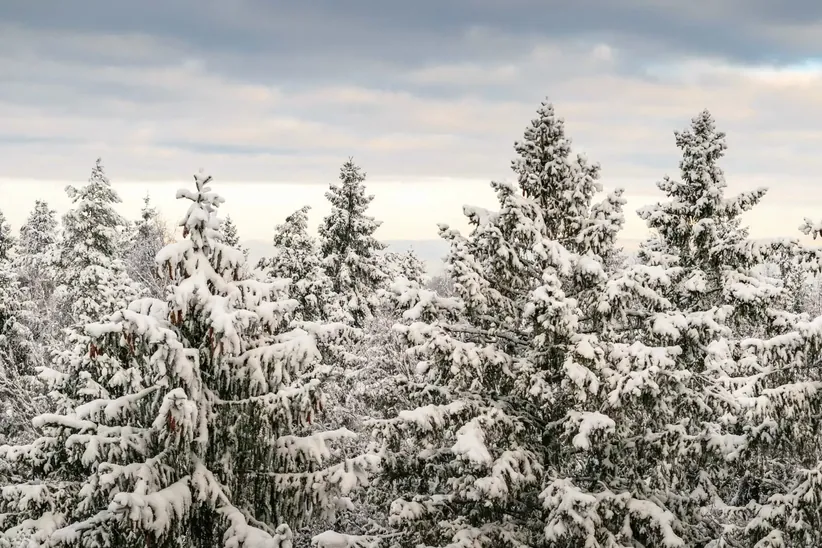 Surrounding forests