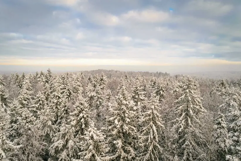 Surrounding forests