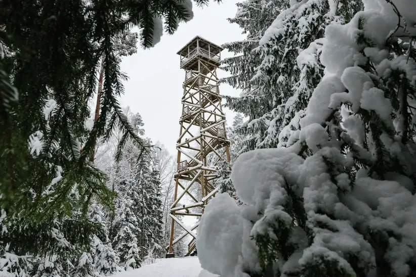 Observation tower overlooking the forest