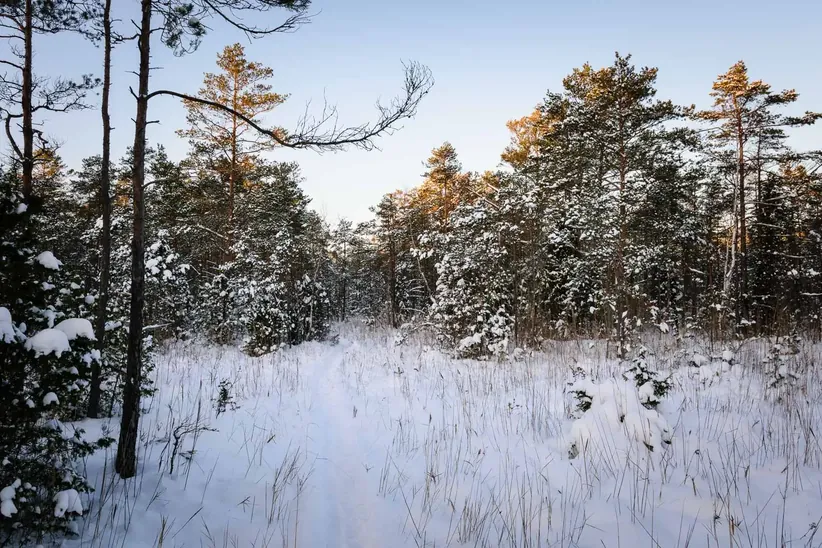 Winter forest of Latvia