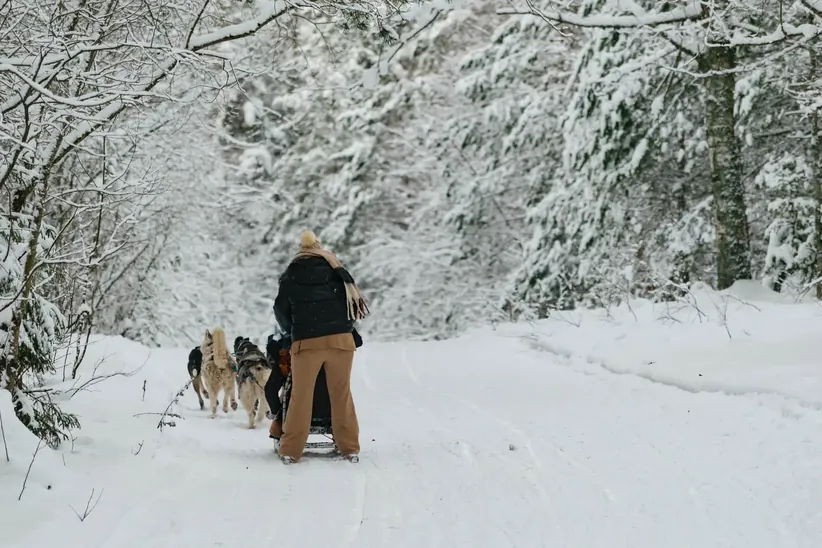 Husky dog sledding through a snowy forest in Latvia