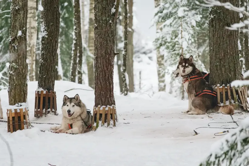 Happy huskies