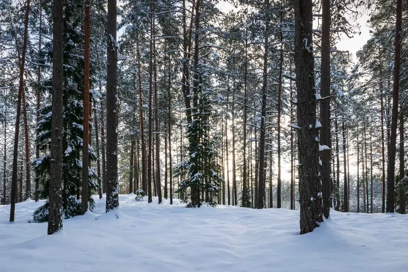 Surrounding forests